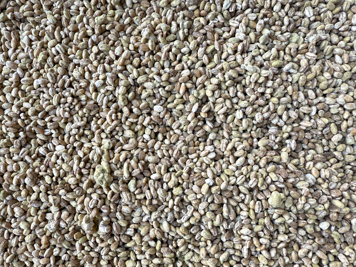 Barley Koji (Mugi Koji)