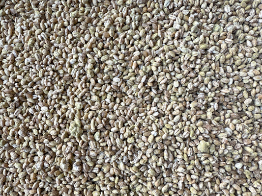 Barley Koji (Mugi Koji)