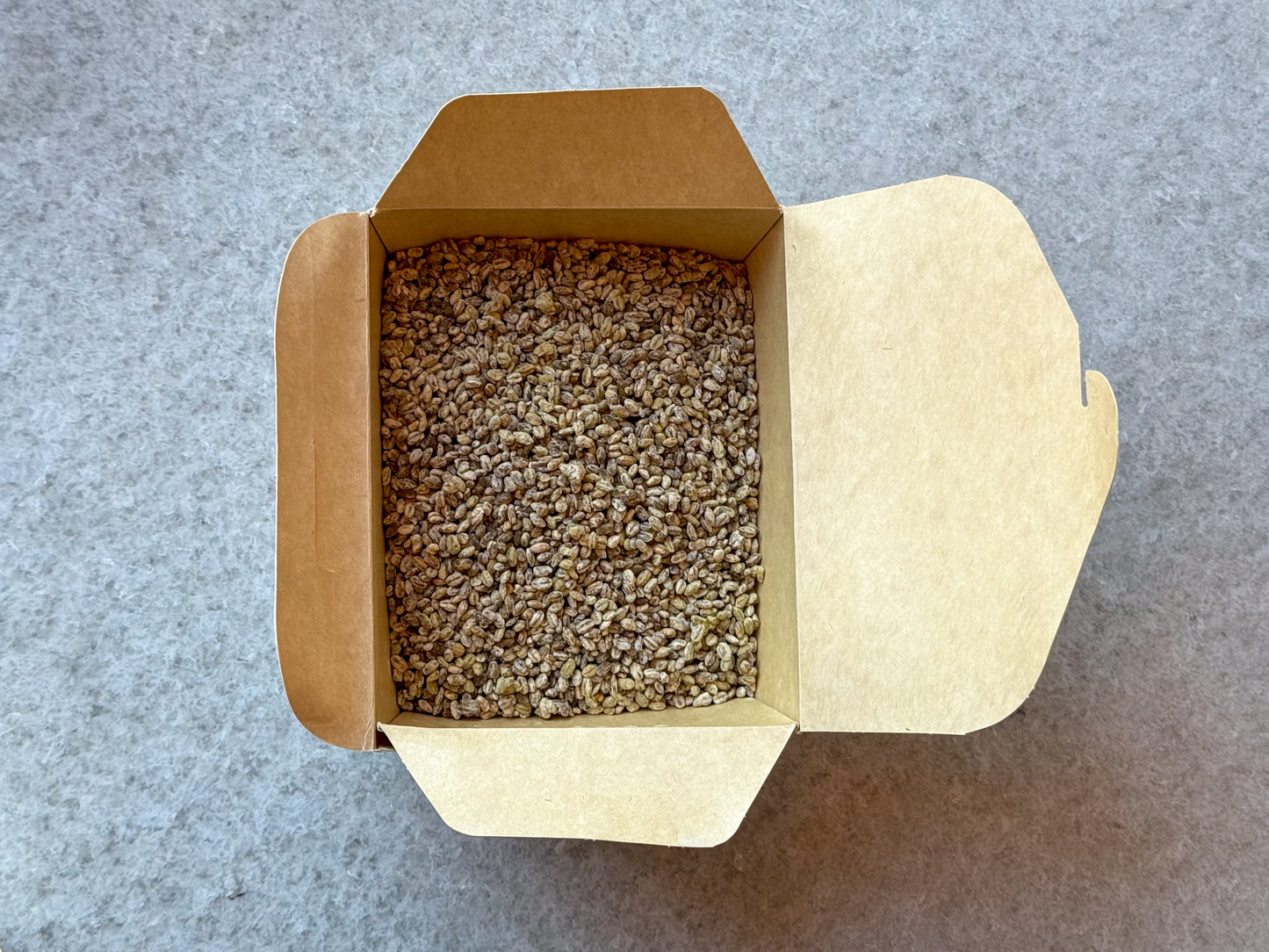 Barley Koji (Mugi Koji)