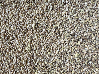 Barley Koji (Mugi Koji)